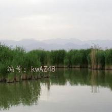 ǱĬ